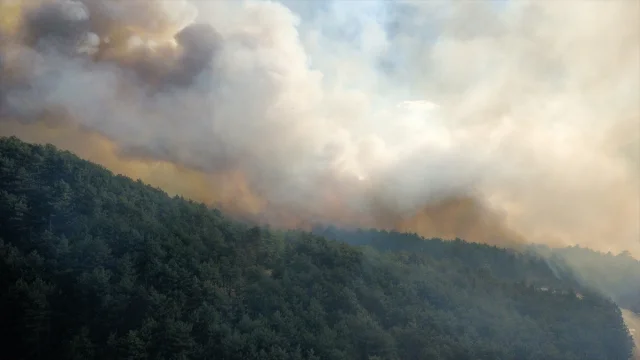 Karabük'te Orman Yangını: Hemen Müdahale Edildi