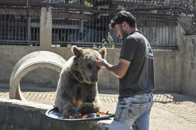 İstanbul'da Fenalaşan Ayı Okan'ın Tedavisi Dünya Basınında!