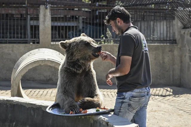 İstanbul'da Fenalaşan Ayı Okan'ın Tedavisi Dünya Basınında!