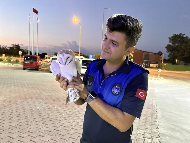 Sinop'ta Peçeli Baykuş Hayat Mücadelesi Veriyor