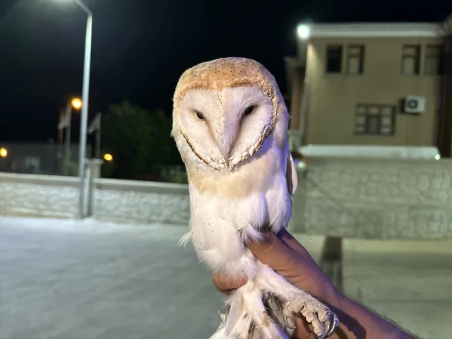 Sinop'ta Peçeli Baykuş Hayat Mücadelesi Veriyor