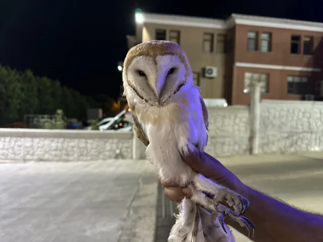 Sinop'ta Peçeli Baykuş Hayat Mücadelesi Veriyor