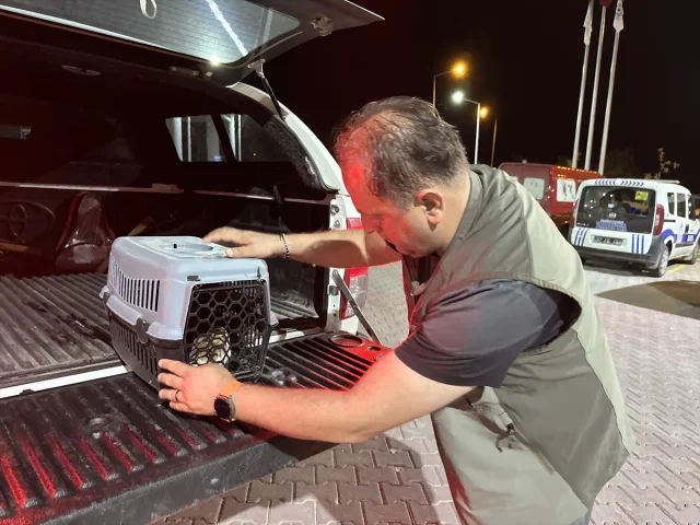 Sinop'ta Peçeli Baykuş Hayat Mücadelesi Veriyor