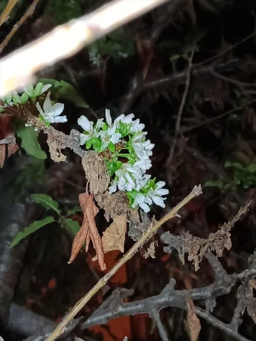 Tokat'ta Sürpriz! Kiraz Ağaçları Eylülde Çiçek Açtı