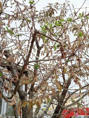 Tokat'ta Sürpriz! Kiraz Ağaçları Eylülde Çiçek Açtı