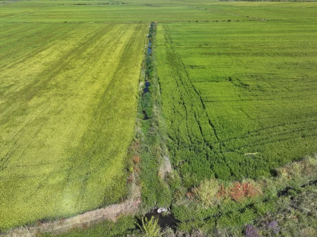 Edirne'nin Çiftçileri Altınyazı Barajı Sayesinde Kuraklığa Meydan Okuyor