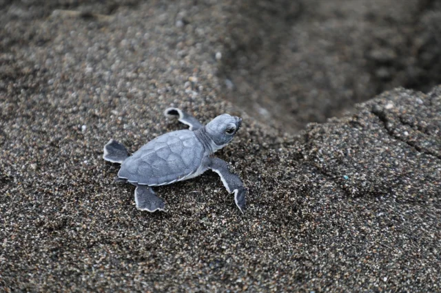Hatay Sahilleri Temizleniyor: Kum Zambakları ve Deniz Kaplum...
