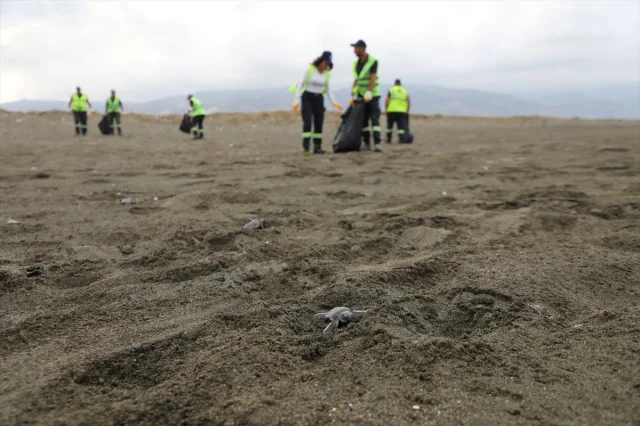 Hatay Sahilleri Temizleniyor: Kum Zambakları ve Deniz Kaplumbağaları Koruma Altında