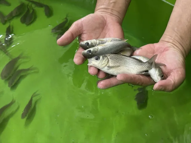 Eğirdir Gölü'nde Sürpriz Sahne: 300 Bin Sazan Yavrusu Hayat...