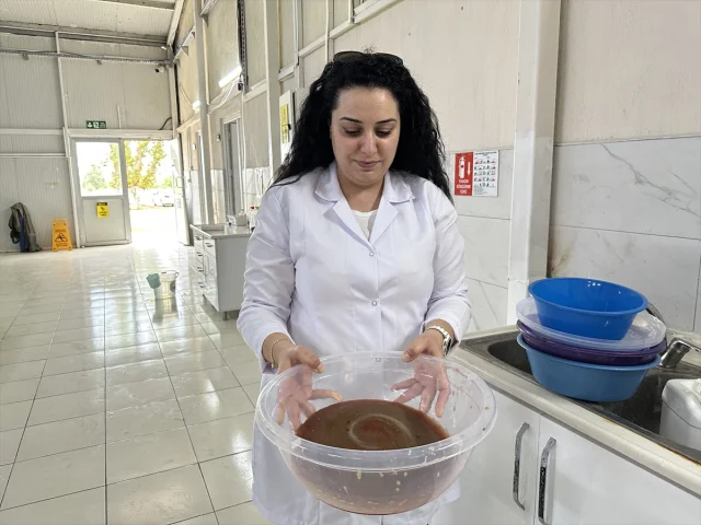 Eğirdir Gölü'nde Sürpriz Sahne: 300 Bin Sazan Yavrusu Hayat Buluyor