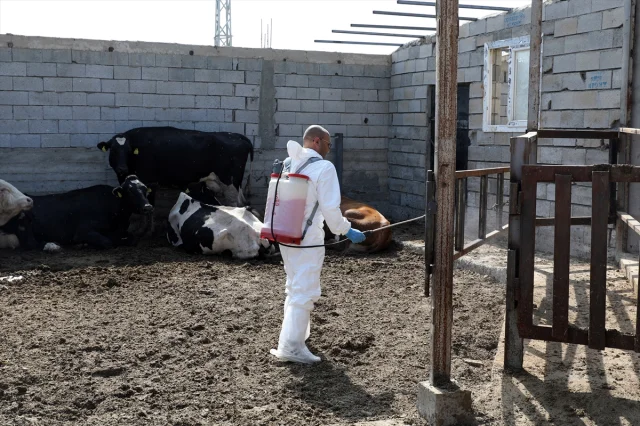 Iğdır'da Üreticilerin Yüzünü Güldüren Şap Mücadelesi
