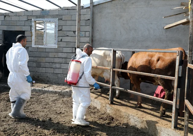 Iğdır'da Üreticilerin Yüzünü Güldüren Şap Mücadelesi