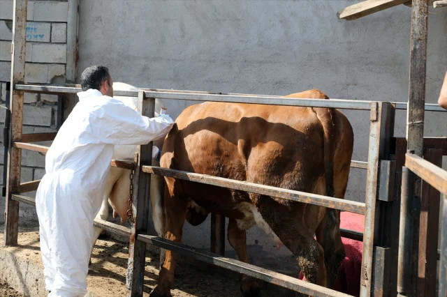 Iğdır'da Üreticilerin Yüzünü Güldüren Şap Mücadelesi