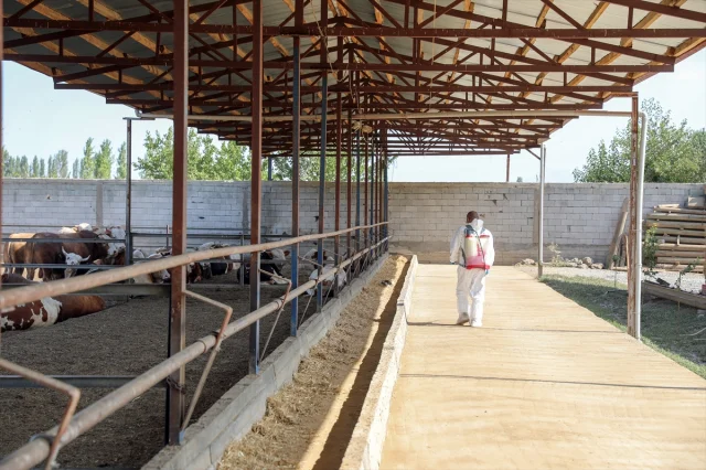 Iğdır'da Üreticilerin Yüzünü Güldüren Şap Mücadelesi