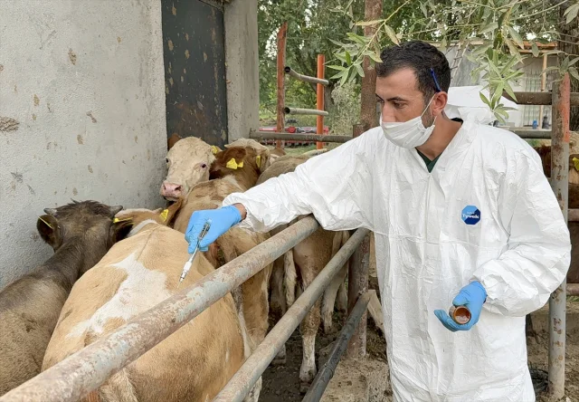 Iğdır'da Üreticilerin Yüzünü Güldüren Şap Mücadelesi