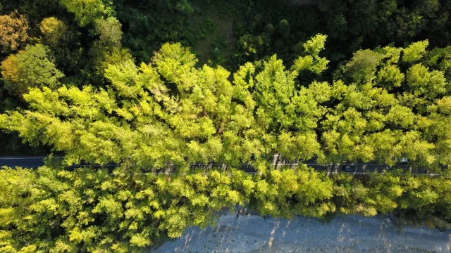 Safranbolu'da Sıra Dışı Bir Deneyim: Ağaçların Altında Yolcu...