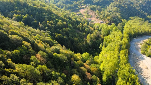 Safranbolu'da Sıra Dışı Bir Deneyim: Ağaçların Altında Yolculuk