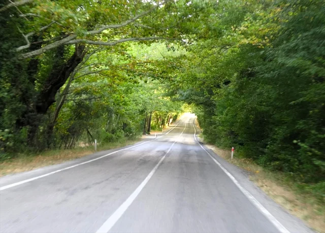 Safranbolu'da Sıra Dışı Bir Deneyim: Ağaçların Altında Yolculuk