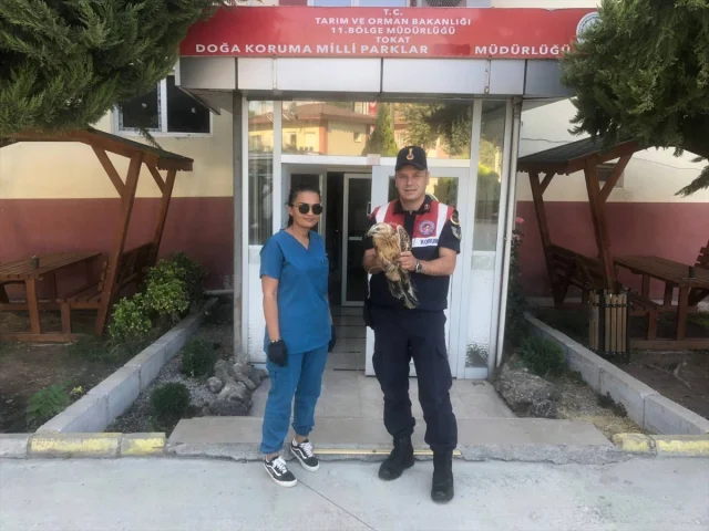 Turhal'da Yaralı Kızıl Şahin İçin Seferber Olundu