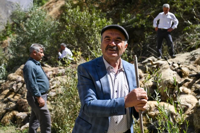 Van'da Korkunç Olay: 334 Küçükbaş Hayvan Kayalıklardan Düşerek Telef Oldu