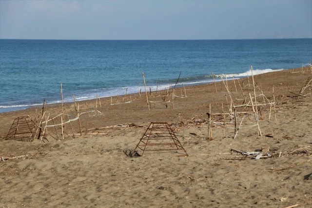 Alanya Sahillerinde Caretta Caretta Macerası