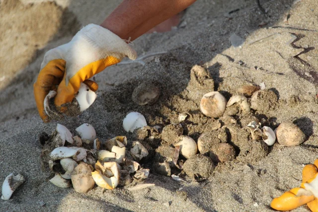 Alanya Sahillerinde Caretta Caretta Macerası
