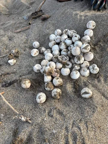 Alanya Sahillerinde Caretta Caretta Macerası