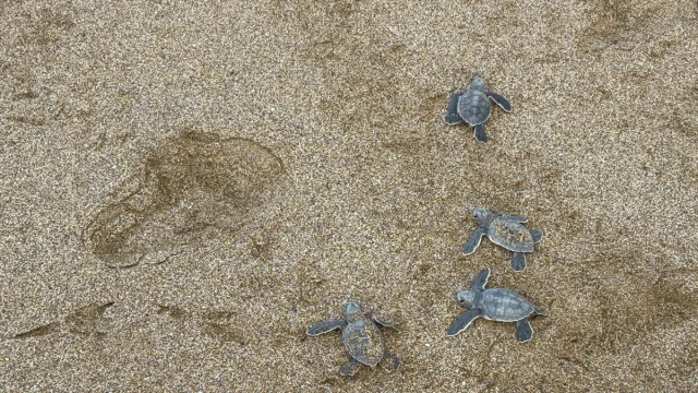 Alanya Sahillerinde Caretta Caretta Macerası