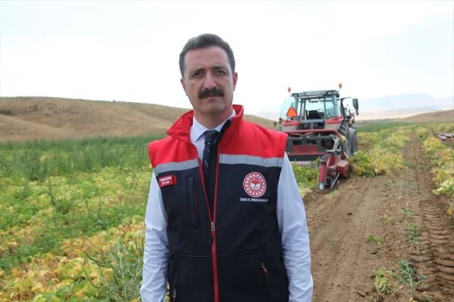 Bitlis'te Kuru Fasulyede Yeni Hasat Dönemi Başladı