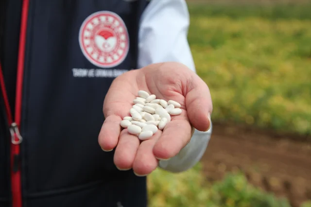 Bitlis'te Kuru Fasulyede Yeni Hasat Dönemi Başladı