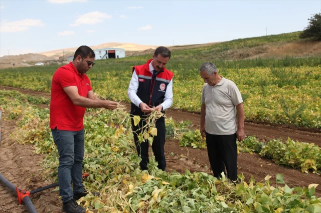 Bitlis'te Kuru Fasulyede Yeni Hasat Dönemi Başladı