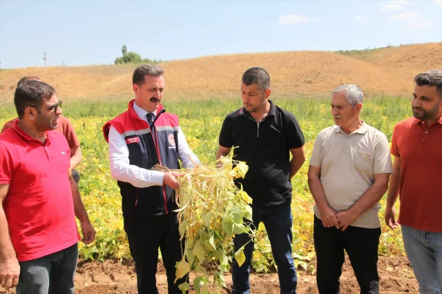 Bitlis'te Kuru Fasulyede Yeni Hasat Dönemi Başladı
