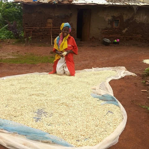 Afrika'da Tarımsal Dönüşüm Adımı: Mali ve Uganda'da Çiftçilere Eğitim