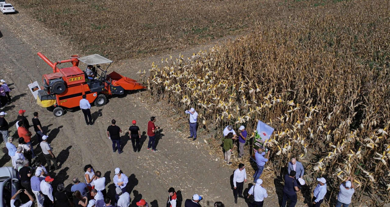 Yeni Mısır Çeşidi "Kale" Adana'da Görücüye Çıktı