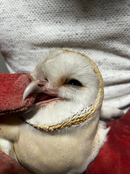 Erzurum'un Misafiri Peçeli Baykuş Yeniden Doğaya Kavuştu