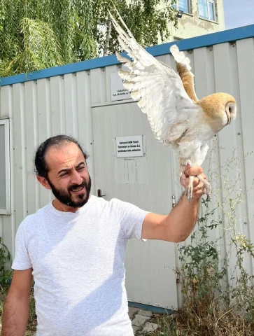 Erzurum'un Misafiri Peçeli Baykuş Yeniden Doğaya Kavuştu
