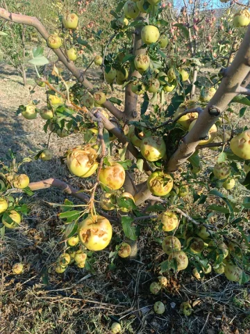 Isparta'da Dolu Felaketi Çiftçileri Vurdu: Üreticilerin Zara...