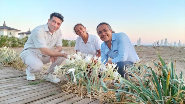 Antalya'nın Gizli Hazinesi Kum Zambakları Keşfedildi