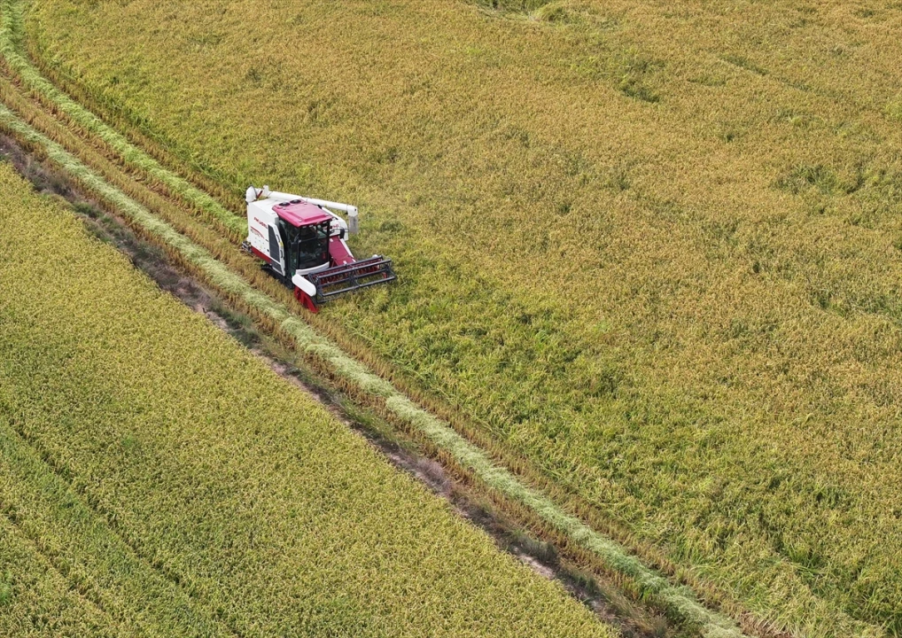 Edirne'de Çeltik Hasadı Başladı Yeni Rekolte Beklentileri Heyecanlandırıyor