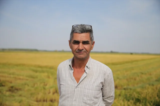 Edirne'de Çeltik Hasadı Başladı Yeni Rekolte Beklentileri Heyecanlandırıyor