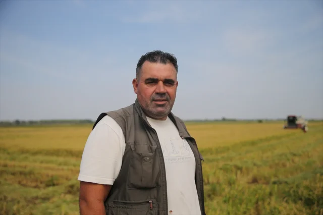 Edirne'de Çeltik Hasadı Başladı Yeni Rekolte Beklentileri Heyecanlandırıyor