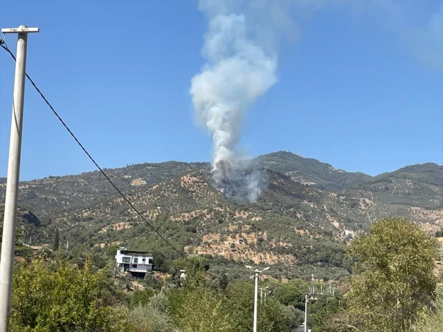 Aydın'ın Zeytinliklerinde Çıkan Gizemli Yangın Kontrol Altına Alınıyor