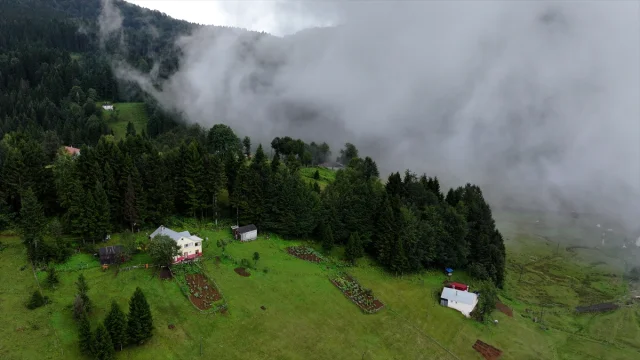 Trabzon'un Gizemli Yaylalarında Sis Büyüledi