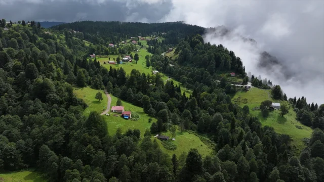 Trabzon'un Gizemli Yaylalarında Sis Büyüledi