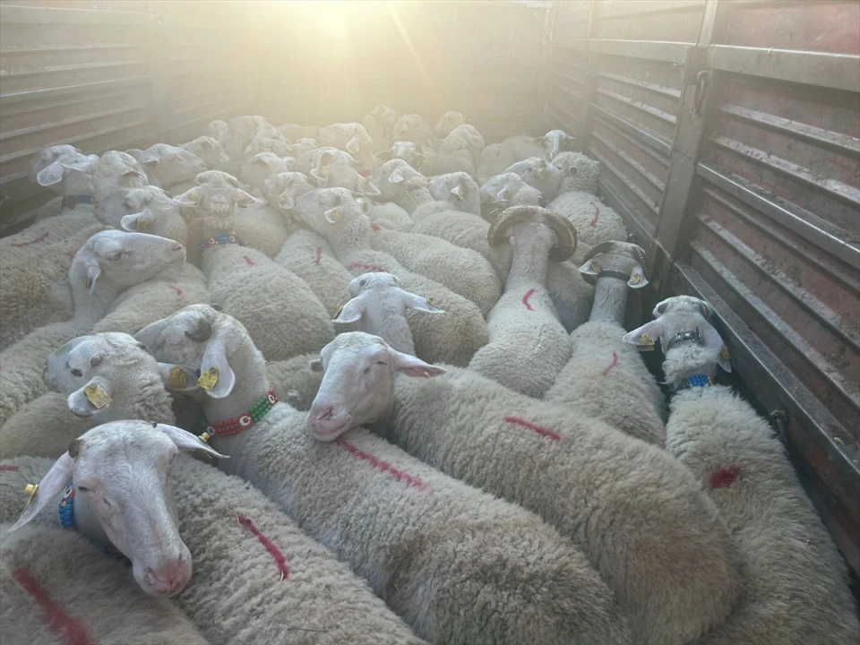 Kırklareli'nde Kaçak Küçükbaş Hayvan Operasyonu Dikkat Çekti