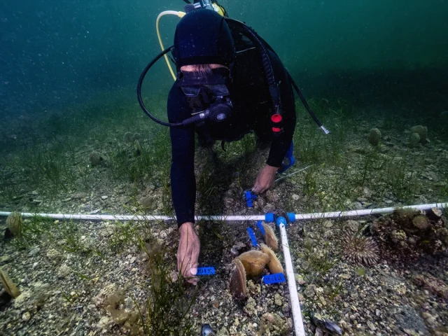 Marmara Denizi'nin Gizli Kahramanı Pinalar