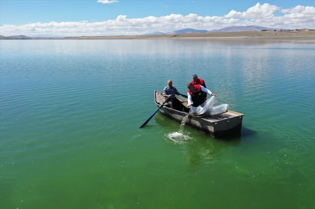 Kars'ta Sazak Balığı Seferberliği Balıkçılığı Canlandırıyor