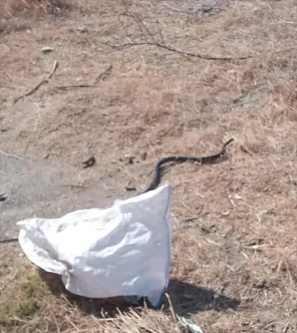Hatay'da Korku Dolu Anlar: Evlerine Yılanlar Giren Aileler N...