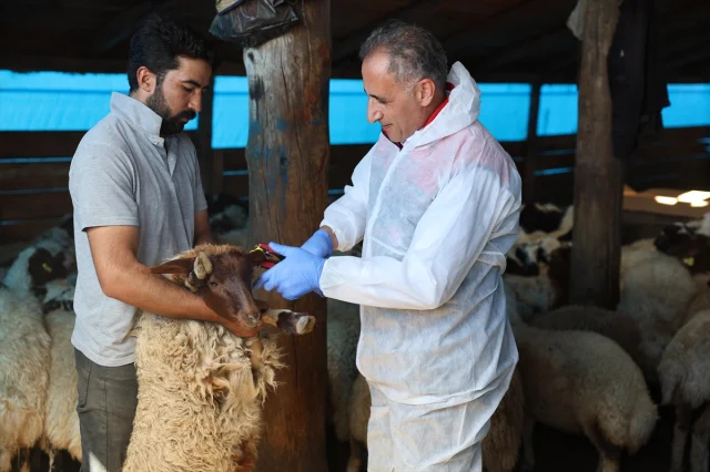 Kars'ta Küçükbaş Hayvanlara Yoğun Aşı Kampanyası