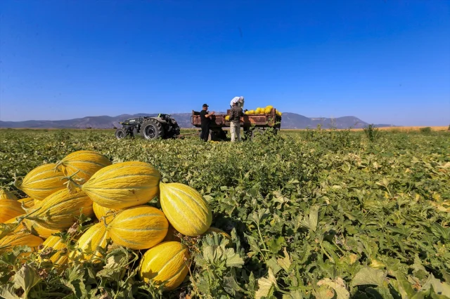 Kırkağaç Kavunu Hasadında Rekor Bekleniyor